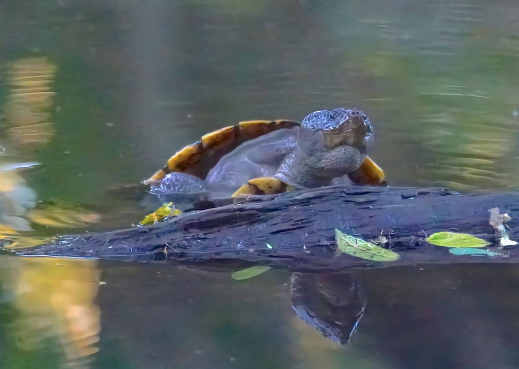 Freshwater turtles in our catchment