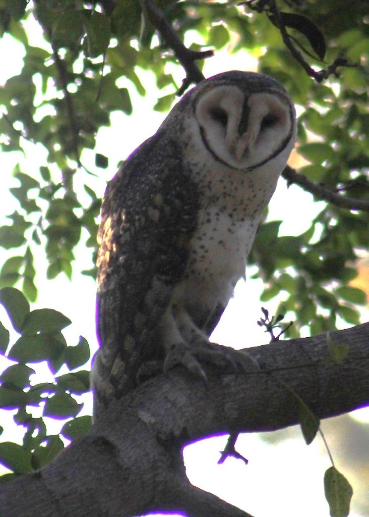 June-24-Masked-Owl-No2-photo-Chris-Bruton