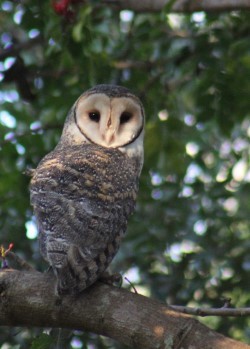 June-24-Masked-Owl-Tyto-novaehollandieae-No1-photo-Chris-Bruton-